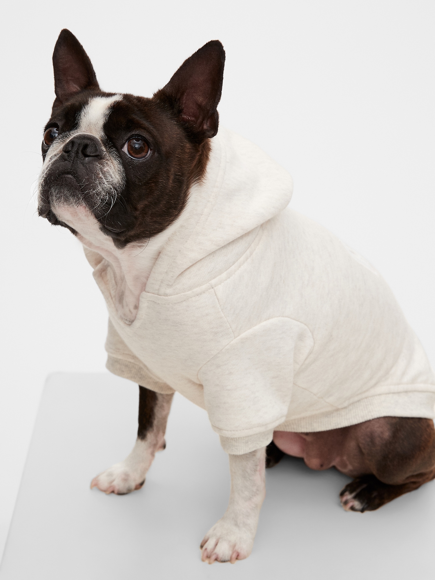 gap dog hoodie