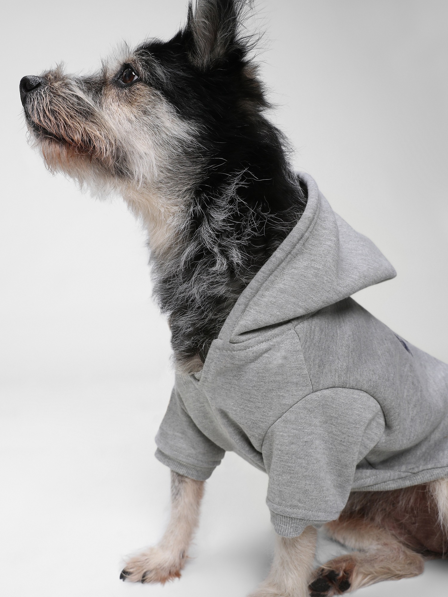 Dog Gap Sports Logo Hoodie Gap